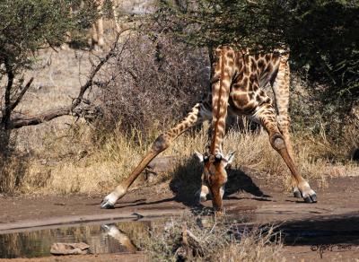Giraffe drinking_MG_4056.jpg