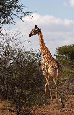 Giraffe_MG_4046.jpg