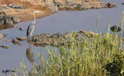 Goliath heron and little crocodile_T0L4228.jpg