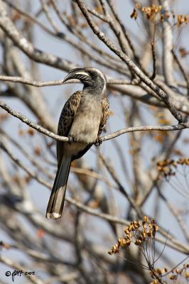 Grey hornbill_T0L3409.jpg