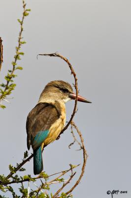 Greyhooded kingfisher_T0L3068.jpg