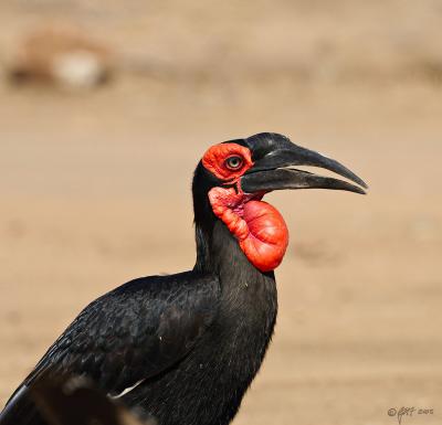 Ground hornbill_T0L2817.jpg