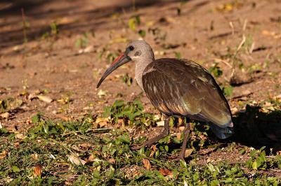 Hadeda ibis_MG_3802.jpg