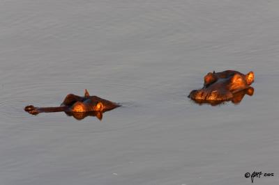 Hippos dozing in a river_T0L4144.jpg