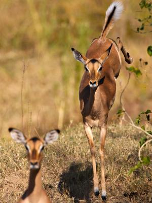 Impala _T0L4334-1.jpg