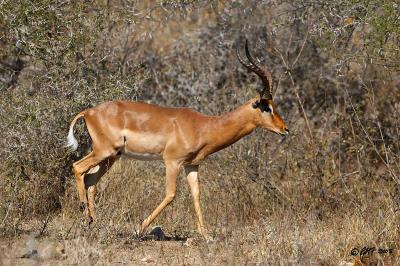 Impala_T0L2599.jpg