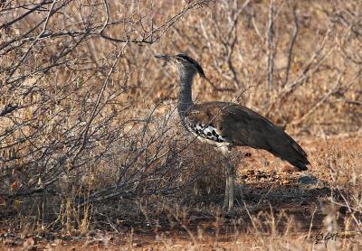 Kori bustard_MG_4070.jpg