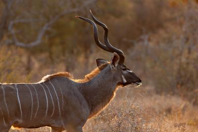 Kudu bull_T0L2952.jpg