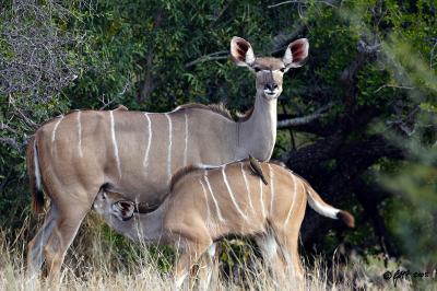 Kudu cow and calf_T0L2882.jpg