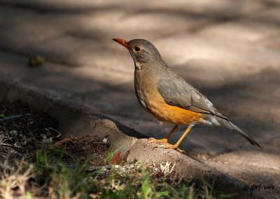 Kurrichane thrush_MG_4207.jpg