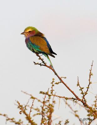 Lilacbreasted roller_T0L2941.jpg