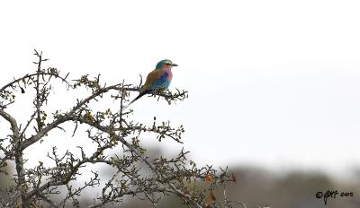 Lilacbreasted roller_T0L3119.jpg
