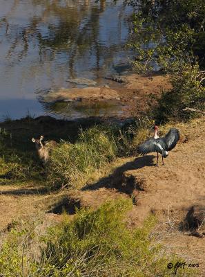 v3/53/420653/3/46143890.2005_06_SATripforpbaseMaraboustorkflashingawaterbuck_T0L3433.jpg