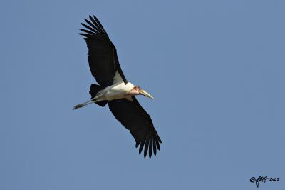 v3/53/420653/3/46143891.2005_06_SATripforpbaseMaraboustorkinflight_T0L3543.jpg