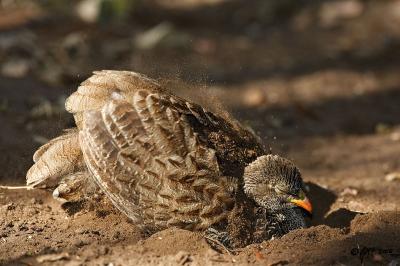 Natal Francolin having a dust bath_T0L4431.jpg
