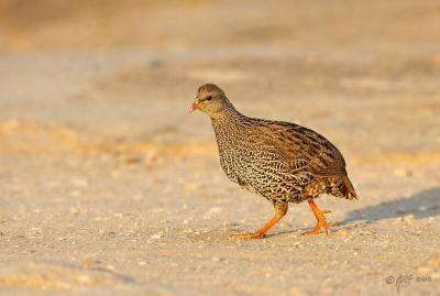 Natal francolin_T0L2626.jpg