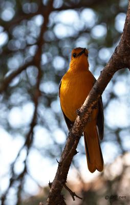 Natal robin_MG_4202.jpg