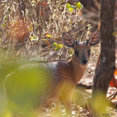Sharpe's grysbok_MG_4084.jpg
