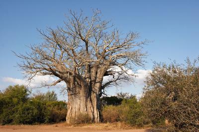Southernmost baobab_MG_3967.jpg