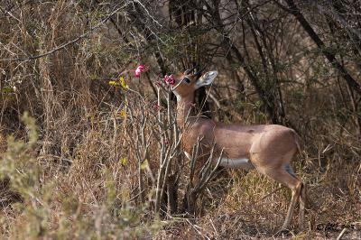 Steenbok eating an impala lily_MG_3842.jpg