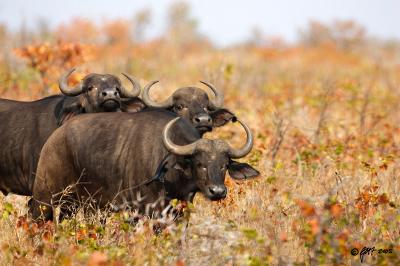 Three curious buffalo_T0L4836 rsz.jpg