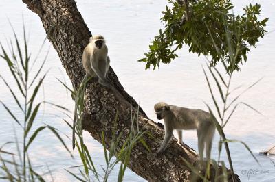 Vervet monkeys, Sabie river_MG_3902.jpg