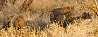 Warthog alarm_T0L2939.jpg