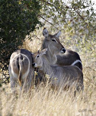 Waterbuck cow and calf_T0L2782.jpg