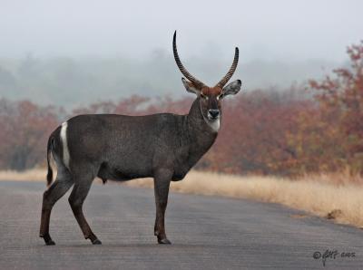 Waterbuck in early morning rain_MG_4265.jpg