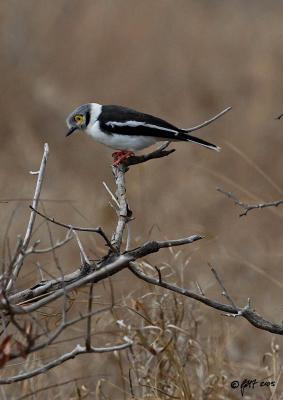 White helmetshrike_T0L3052.jpg