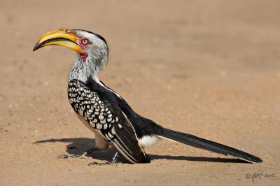 Yellow-billed hornbill_T0L2820.jpg