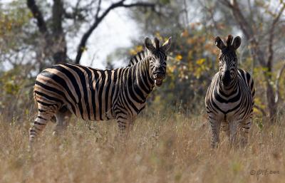 Zebra grin_T0L2798.jpg