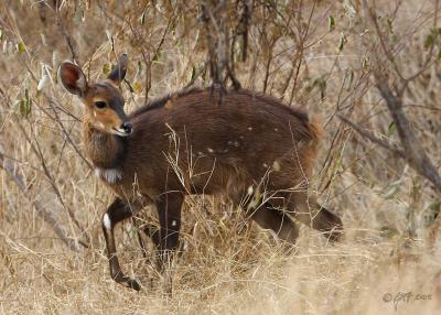 Bushbuck_T0L2707.jpg