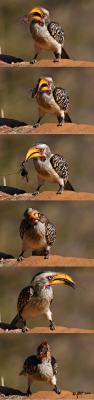 Yellow-billed hornbill fighting to swallow lunch.jpg