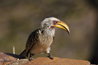 Satisfied hornbill after lunch_T0L3395.jpg