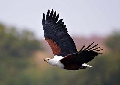 Fish eagle KNP_T0L4756_PS rsz 650.jpg