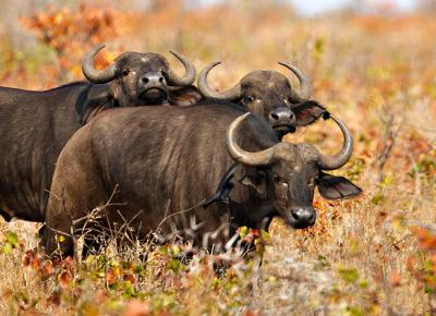 Three curious buffalo_T0L4836 rsz 650.jpg