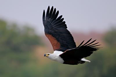 Fish eagle BB combined conv_T0L4756C rsz 650.jpg
