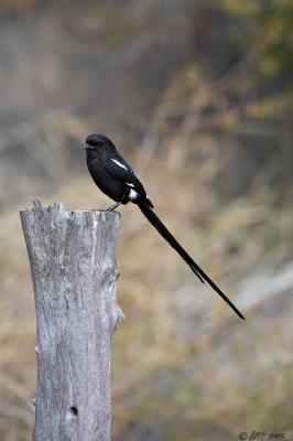 Magpie shrike_T0L4857.jpg