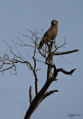 Brown snake-eagle_T0L4904-1.jpg