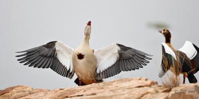 Egyptian geese honking_T0L4777.jpg