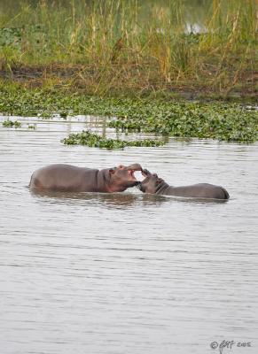 Young hippos sparring_T0L4715.jpg