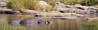 Hippos and croc_T0L2745.jpg