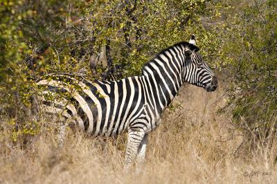 Burchells zebra_T0L2768.jpg