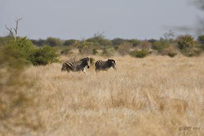 Burchells zebra - is that a lion in the corner_T0L2963.jpg