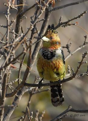 Crested barbet_T0L3141.jpg