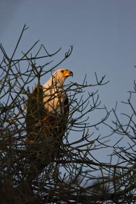 Fish eagle at sunset_T0L4657.jpg