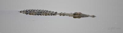 Cruising crocodile_T0L4704.jpg