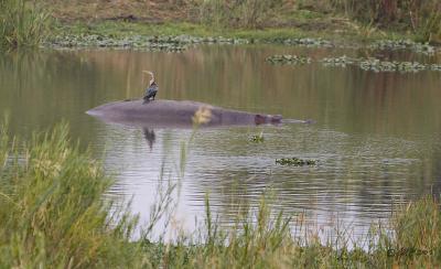 Darter gets a free ride on a hippo_T0L4781.jpg