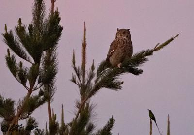 Cape Eagle owl and Malachite sunbird in the dark_T0L5025_filtered.jpg